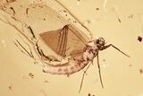 Detailed Fossil Mayfly (Ephemeroptera) In Baltic Amber #325343-1